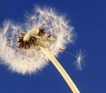 277512_R_K_B_by_Albrecht-E.-Arnold_pixelio.de_w150